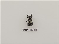 藏品(天牛科(五)泰國)的圖片